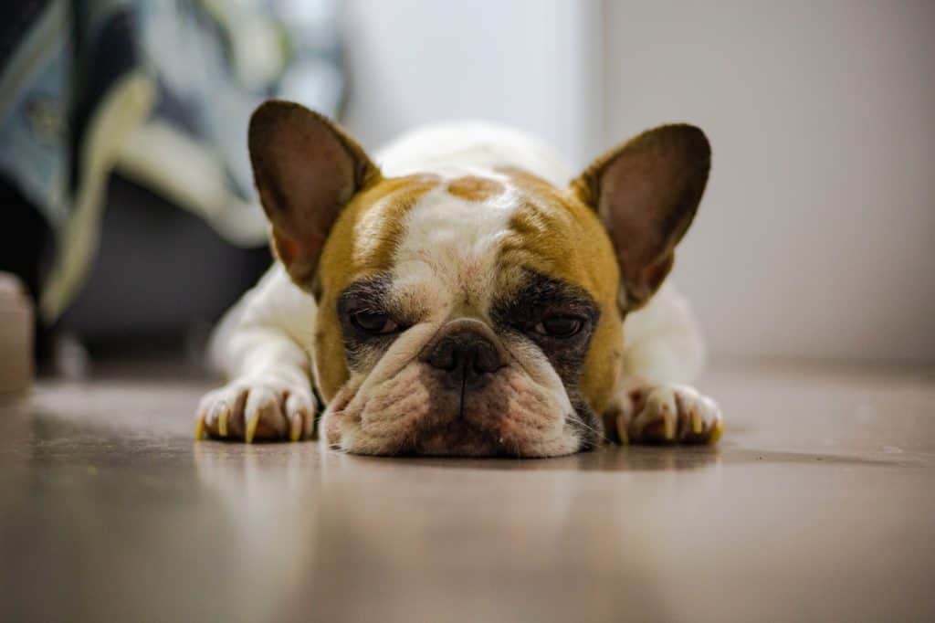 cute french bulldog on the floor