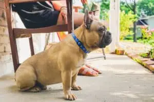 French Bulldog sitting on porch