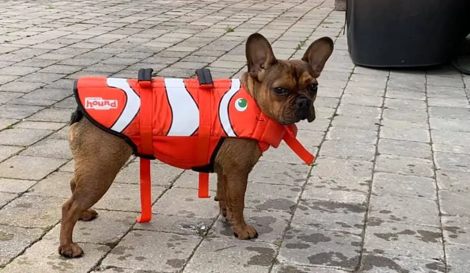 french bulldog wearing a life jacket