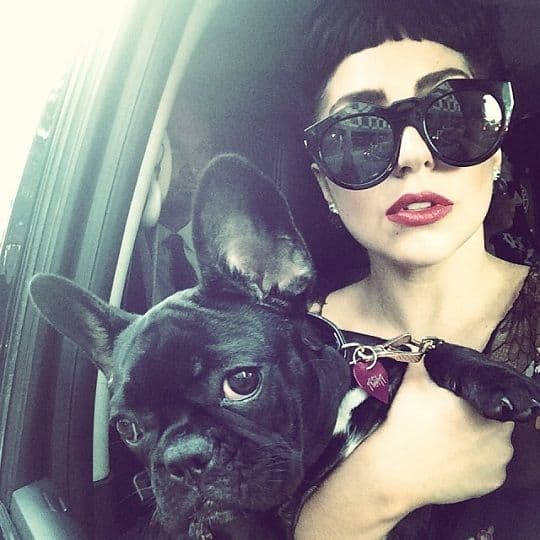 Lady Gaga French Bulldog