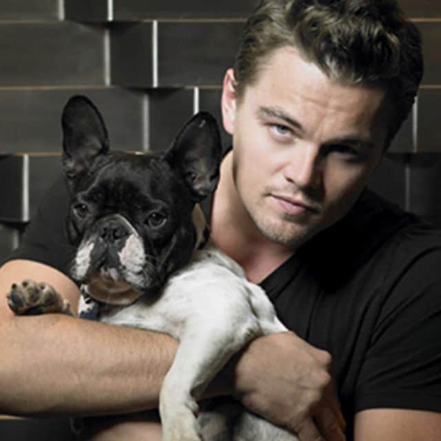 Leonardo Dicaprio French Bulldog