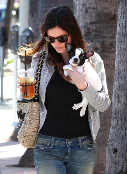 Rachel Bilson French Bulldog