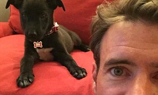 Scott Foley French Bulldog