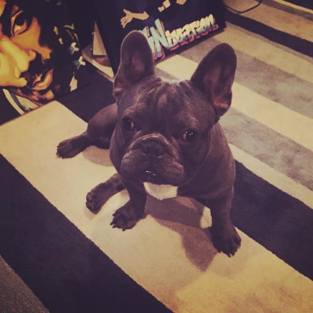 Snoop Dogg French Bulldog