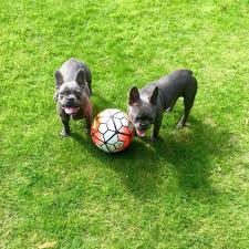 Marcus Rashford French Bulldog