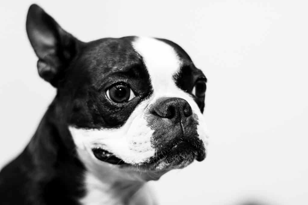 Boston Terrier