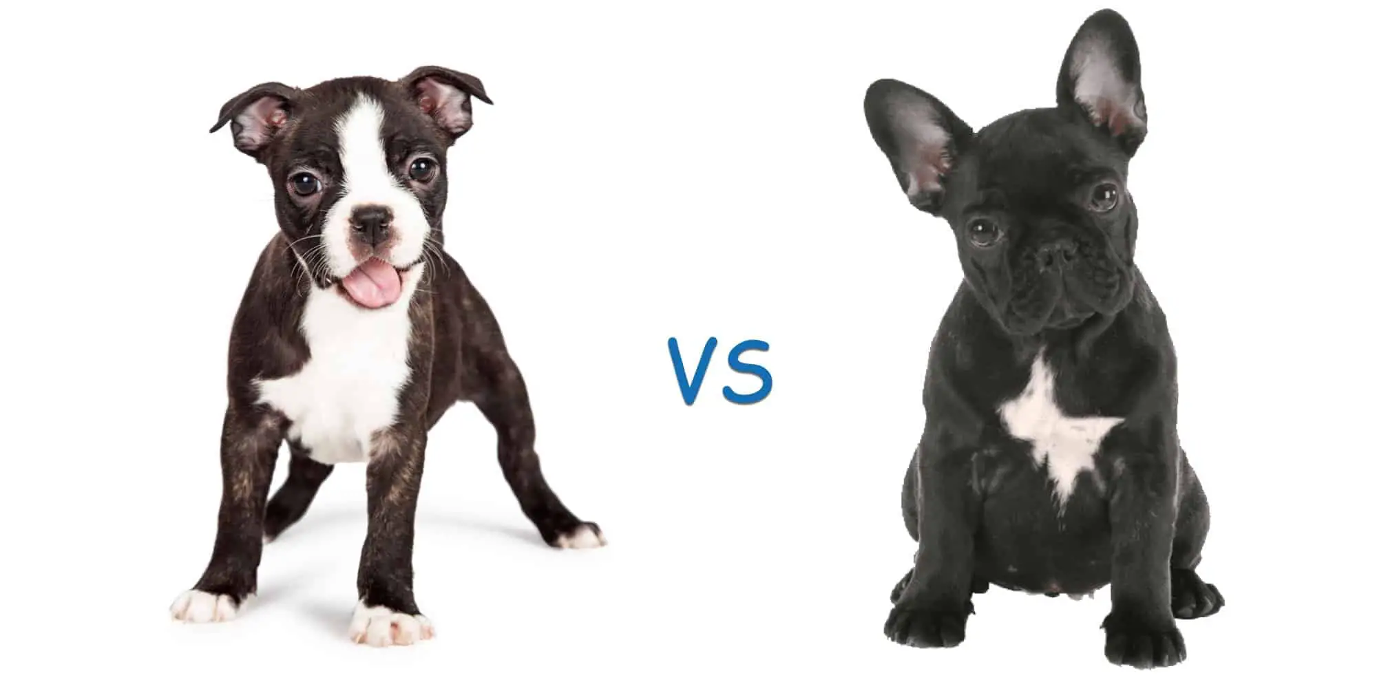 Boston Terrier vs French Bulldog - The Major Differences