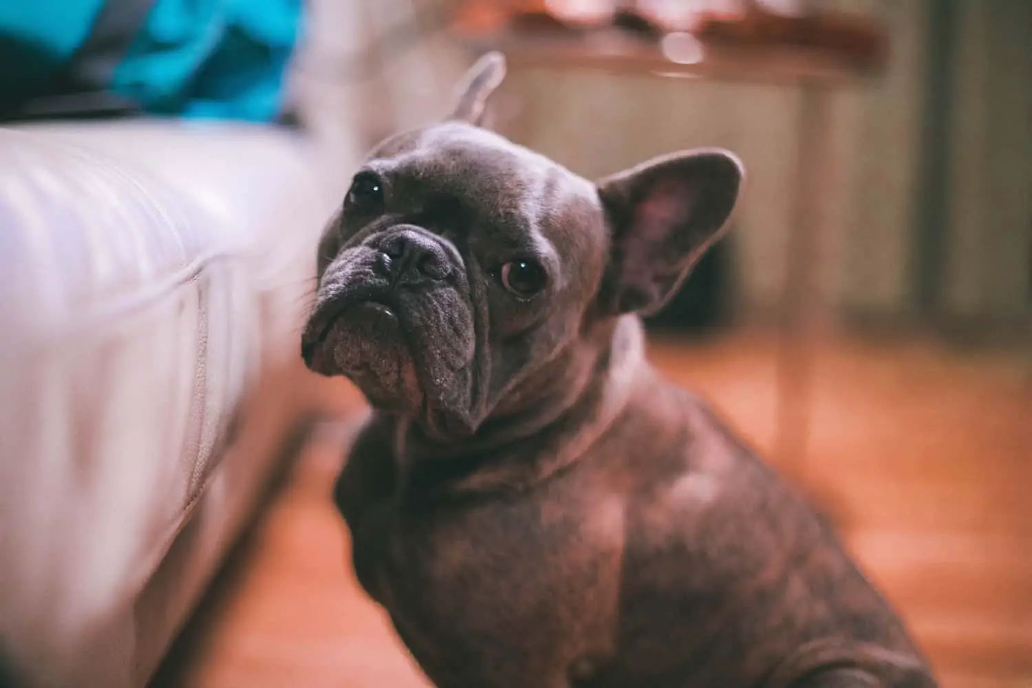 Best Food For French Bulldog With Sensitive Stomach
