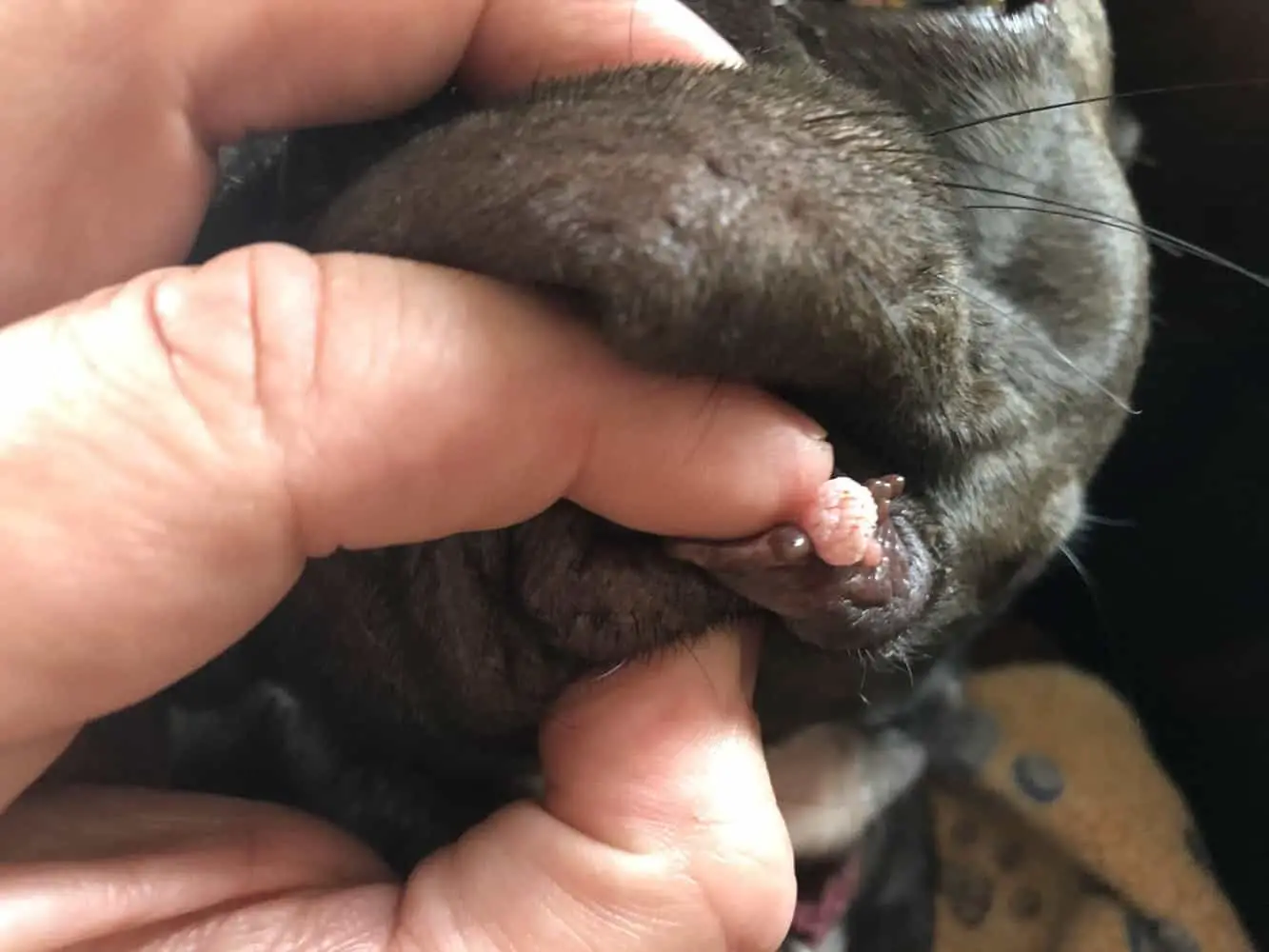 what does a wart on a dog look like