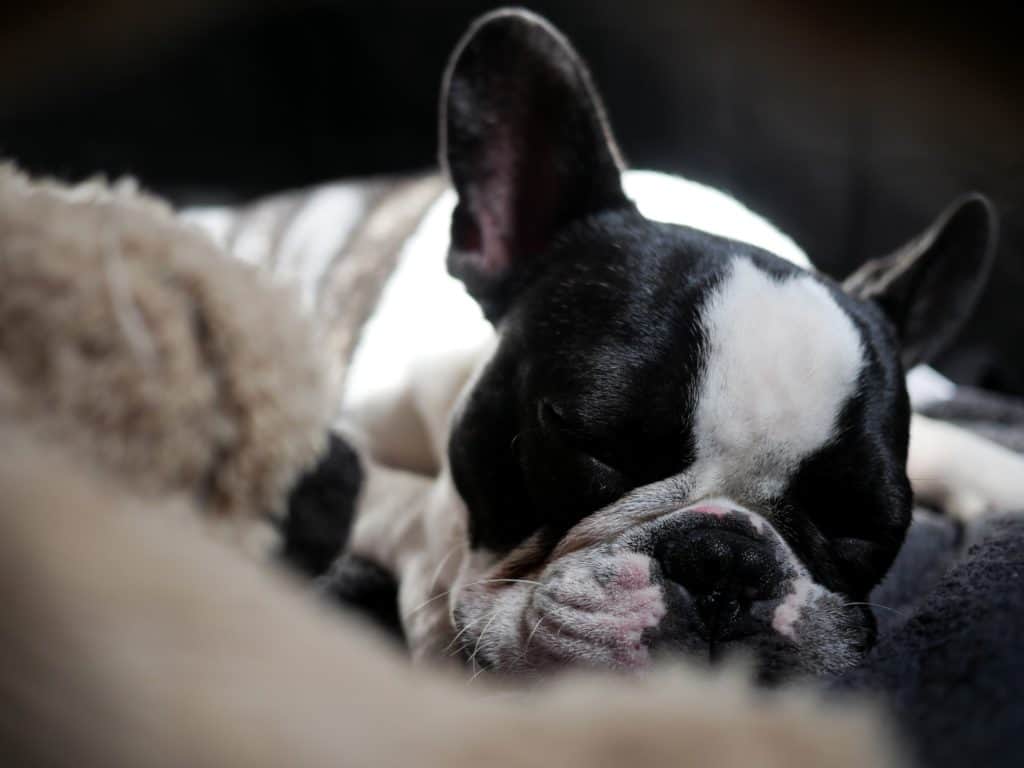 French Bulldog Sleeping in a bed