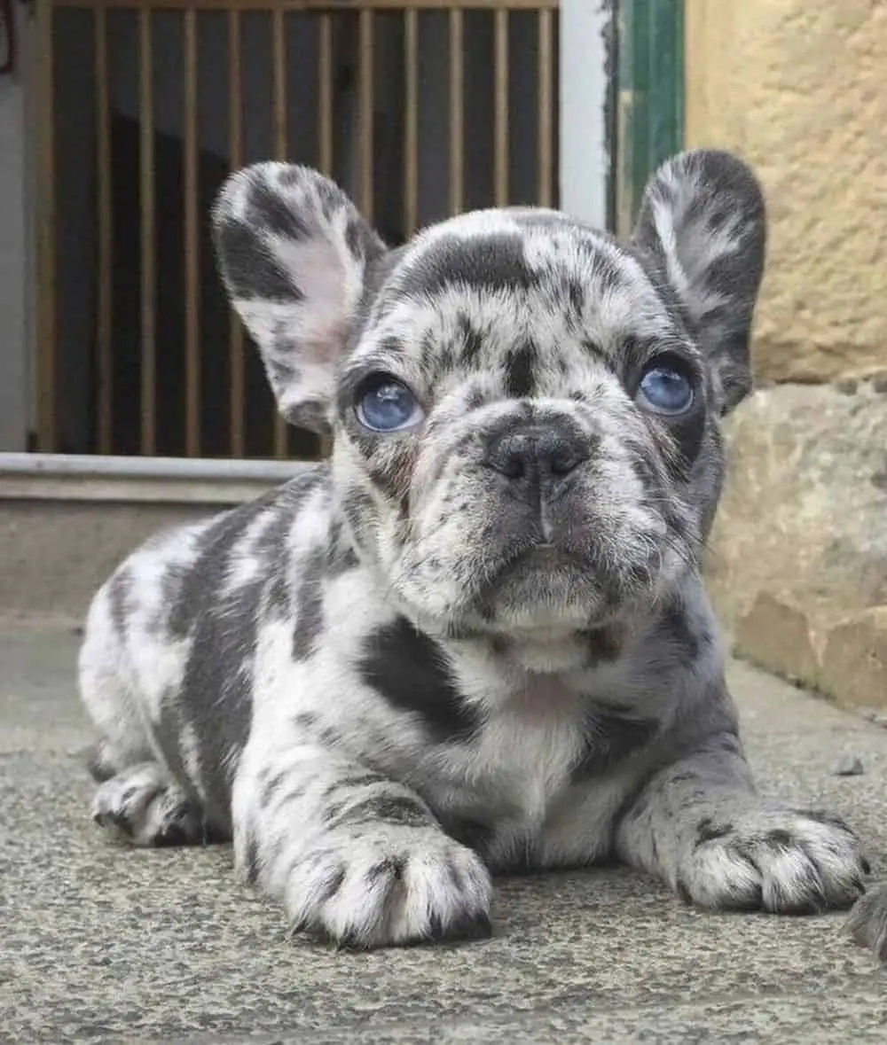 What You Should Know About The Merle French Bulldog