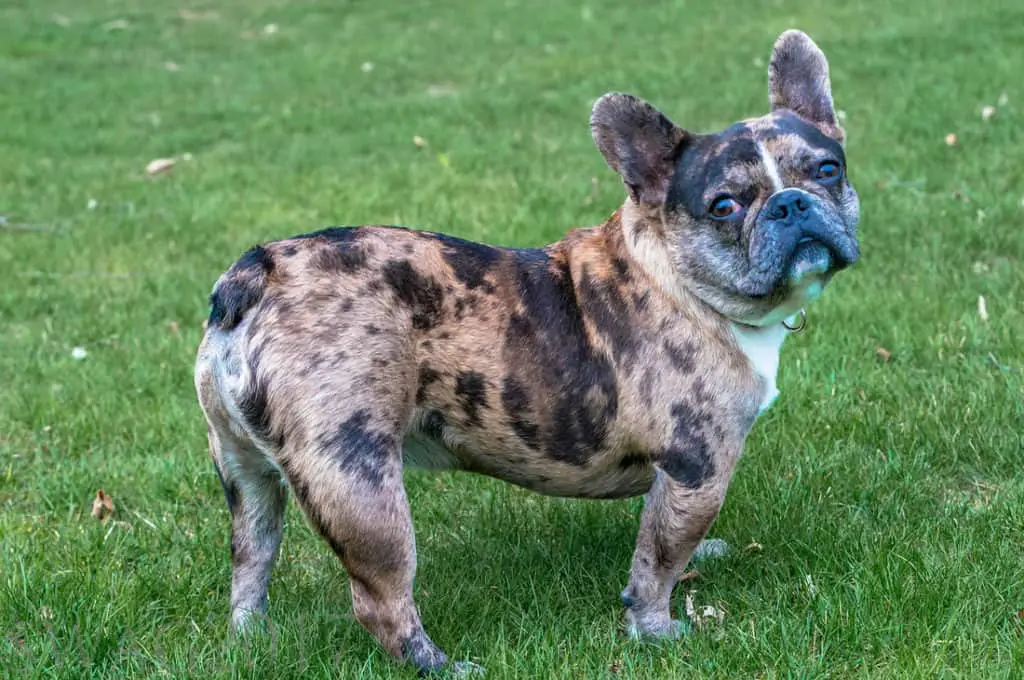 blue merle bulldog health issues