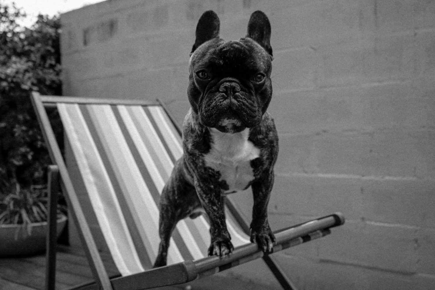 Why Does My French Bulldog Throw Up? 6 Reasons for Vomiting Including