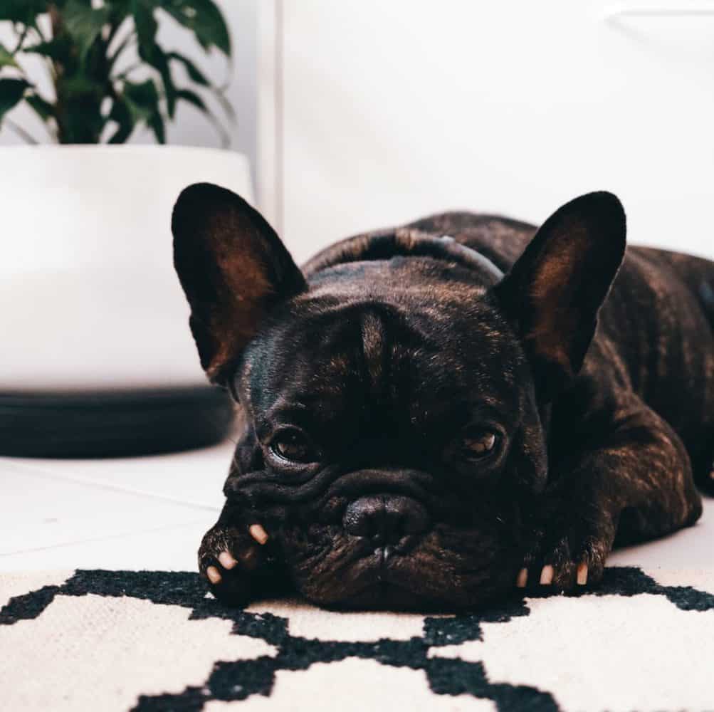 French bulldog health problems