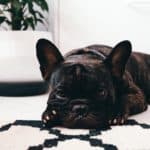 French Bulldog Hotspots: What Are They, And How To Them