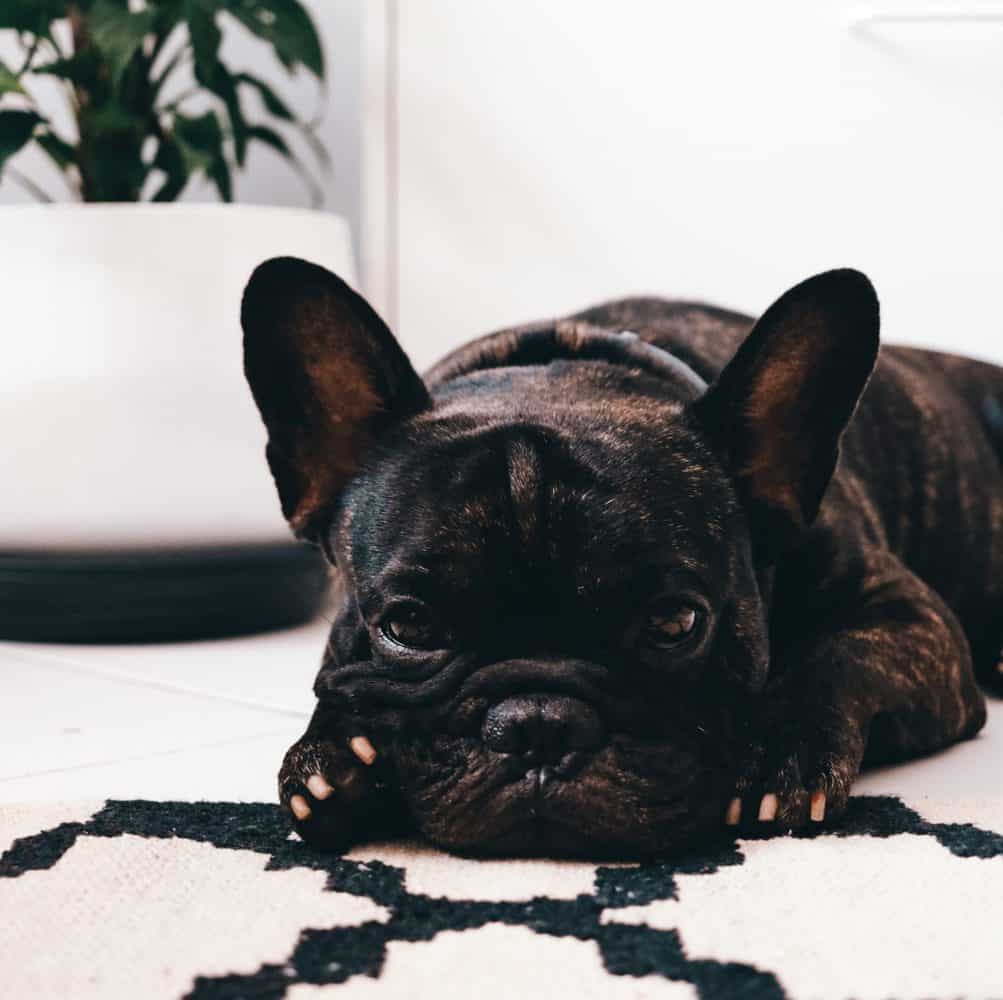 What You Should Know About Your French Bulldog Throwing Up