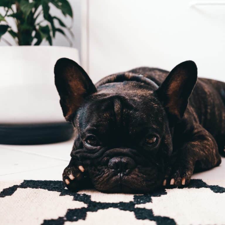 What You Should Know About Your French Bulldog Throwing Up
