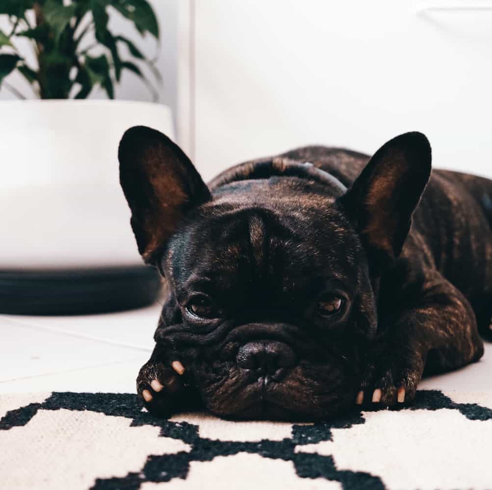 5 Major French Bulldog Health Problems