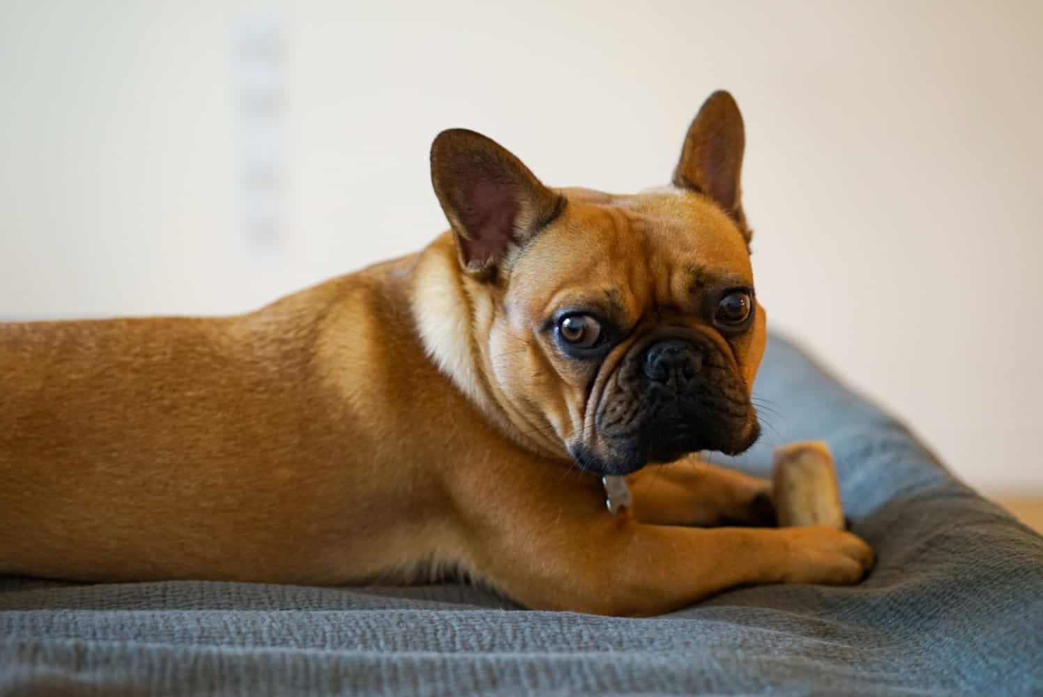 how much should my french bulldog weigh at 12 weeks