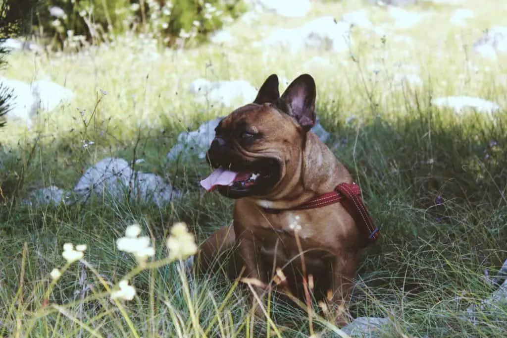 french bulldog in the shade