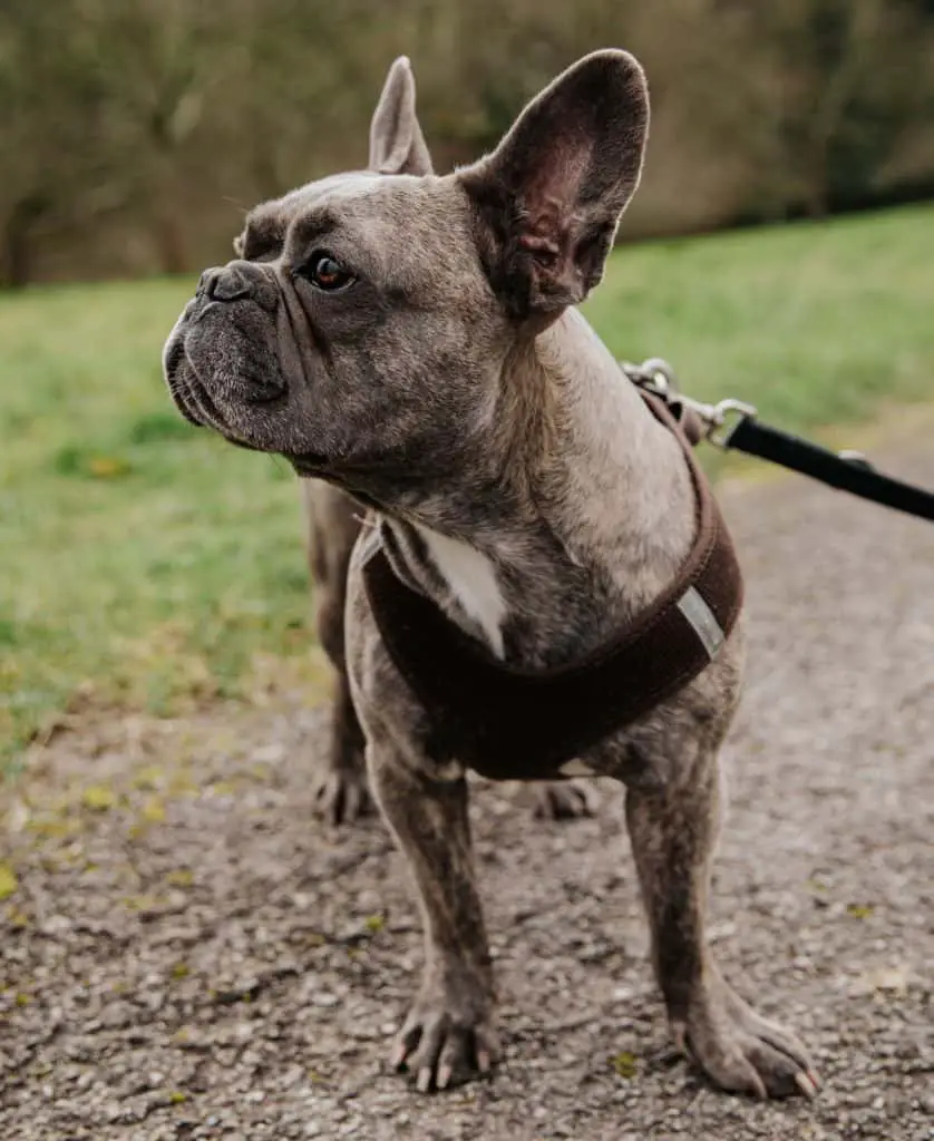 french bulldog standing outside