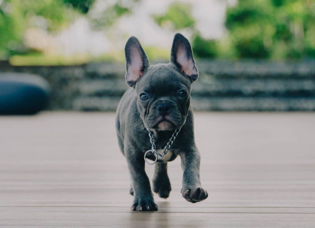 French bulldog puppy running