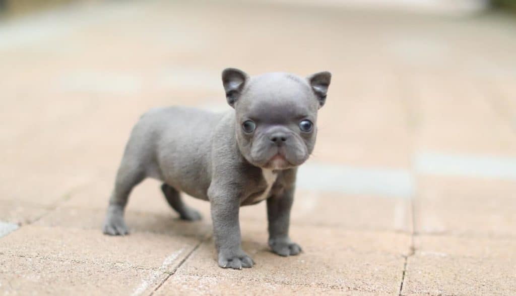  mini fransk bulldog valp