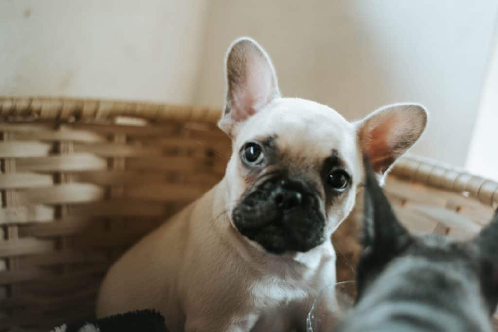  bouledogue français de tasse à thé 