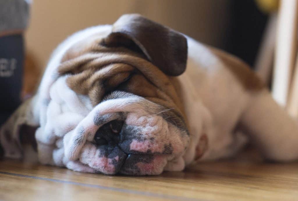 english bulldog sleeping