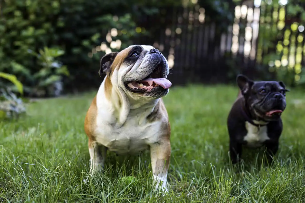 matron hovedvej Tage med French Bulldog English Bulldog Mix - Ultimate Guide