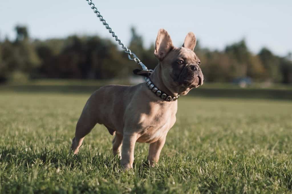 french bulldog in a field