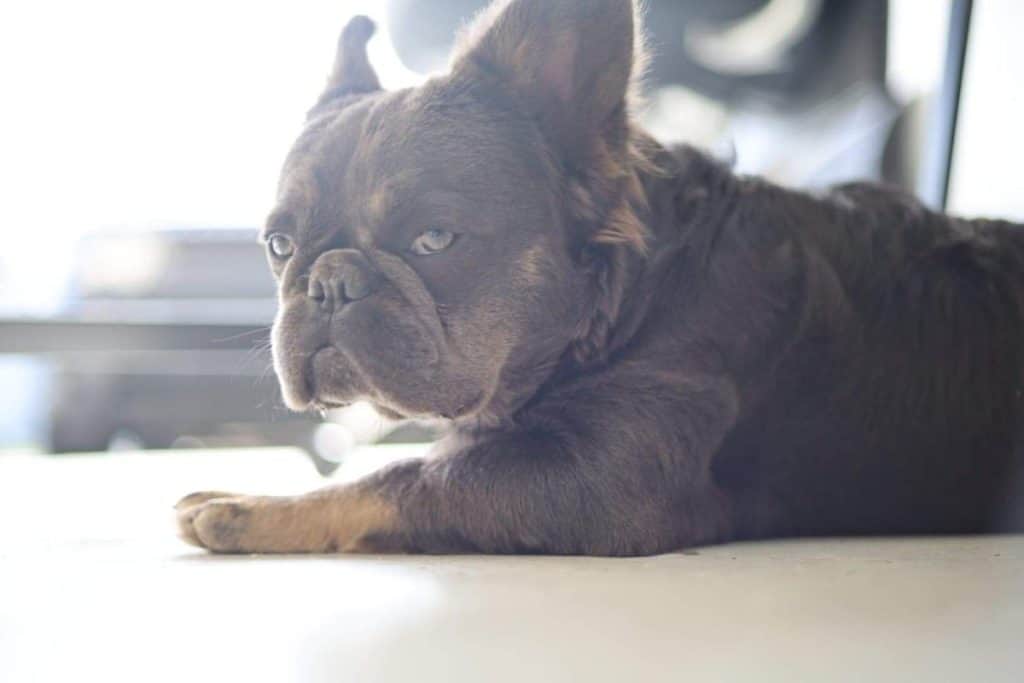 are long haired french bulldogs purebred