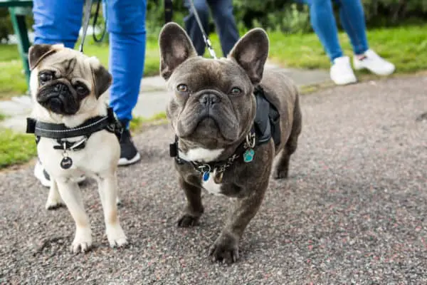 Pug Vs French Bulldog What Are The Differences?