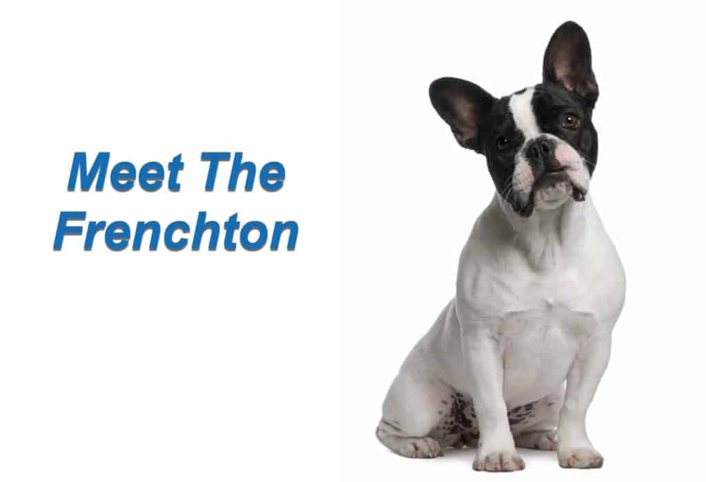 frenchton