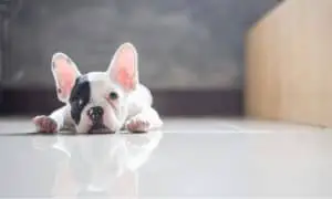 French Bulldog laying on floor