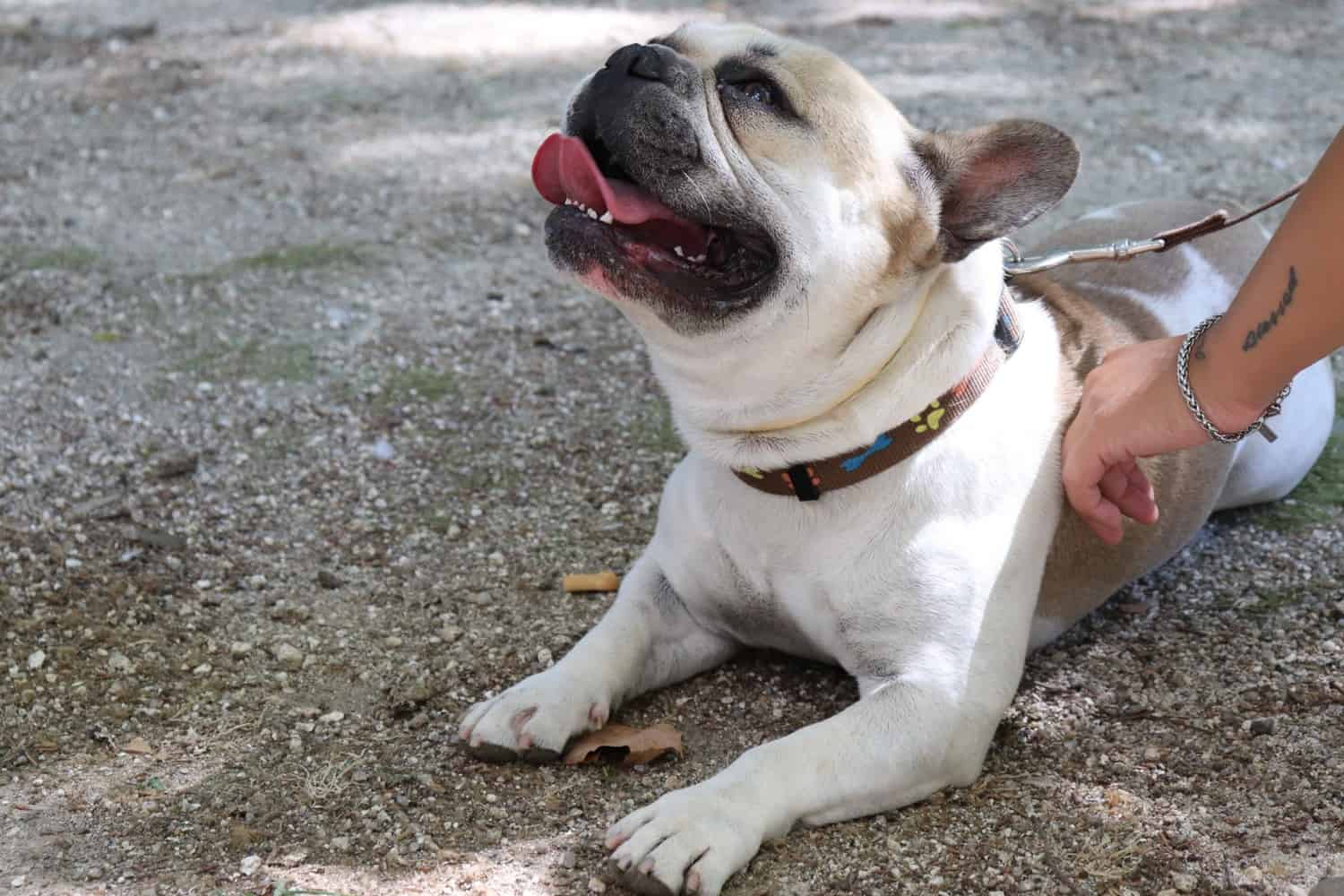 French Bulldog Hotspots: What Are They, And How To Them