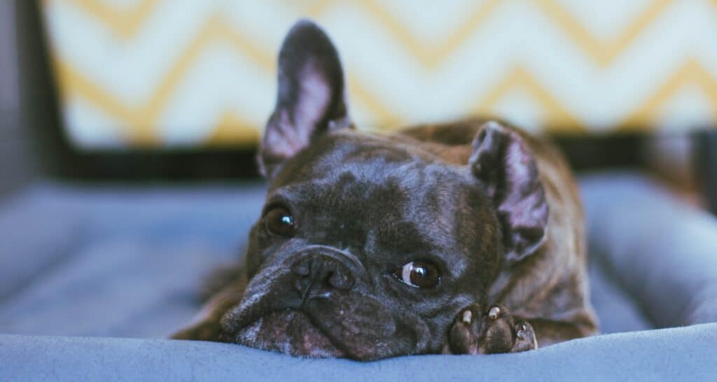 French Bulldog in bed