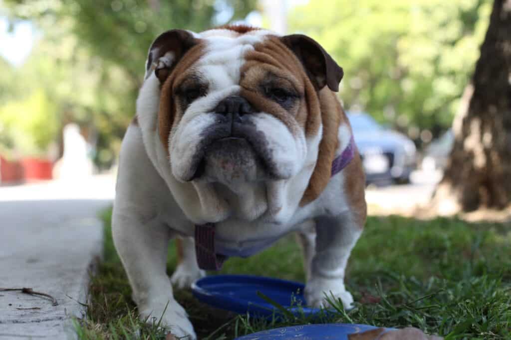 english bulldog