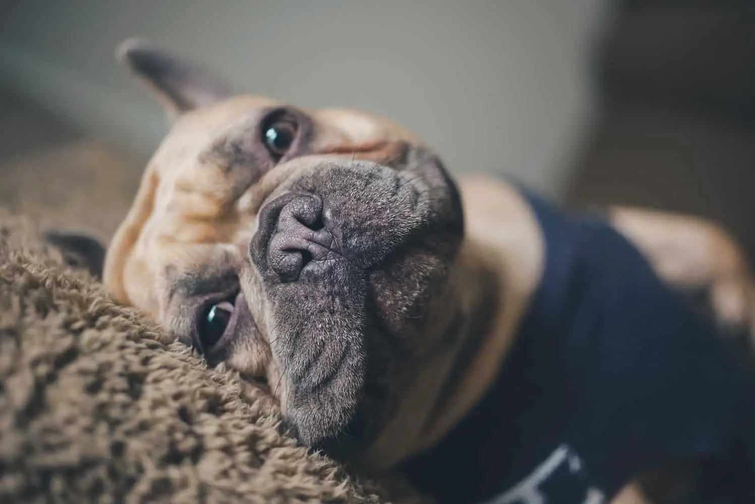 How CBD Can Help Your French Bulldog’s Joint Pain And More