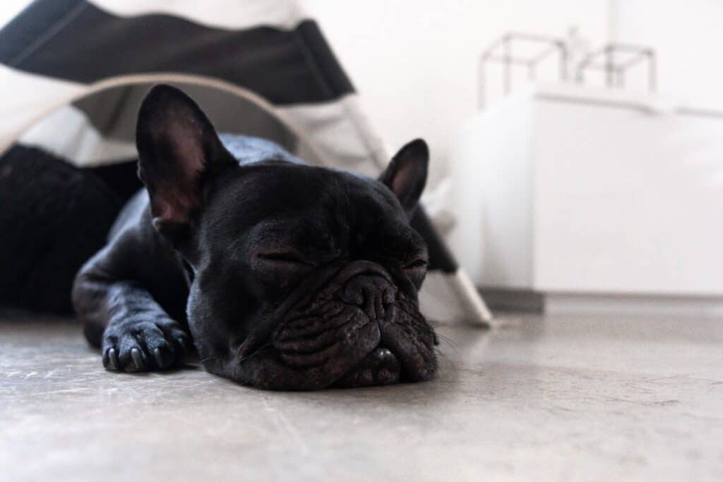 frenchie laying on floor