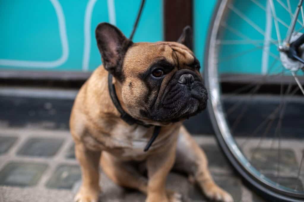 French bulldog by a bike