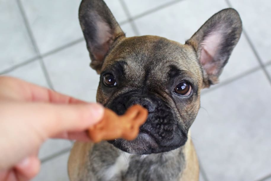 french bulldog puppy treat