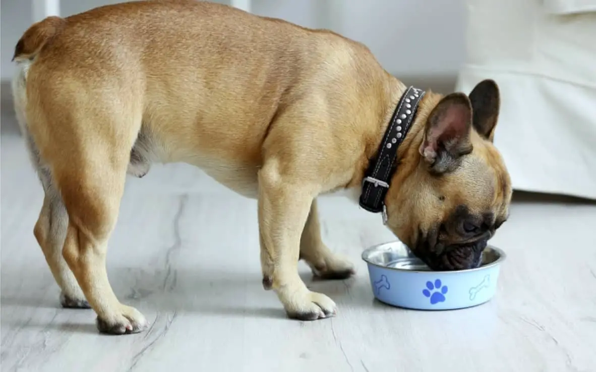 Best Food For A French Bulldog Puppy