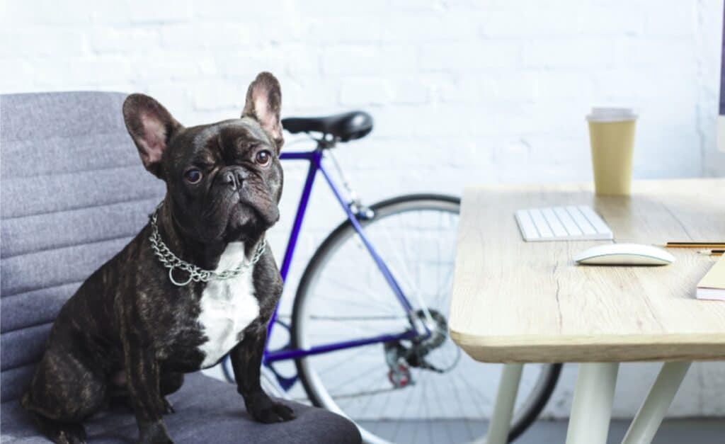 Frenchie sitting in a chair