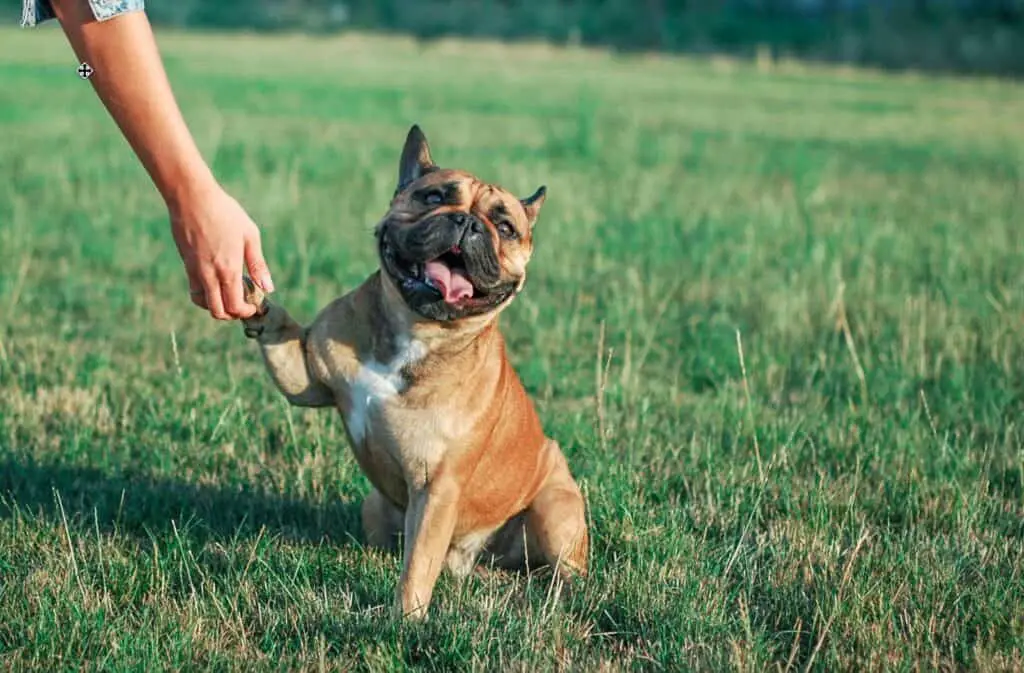 french bulldog handshake