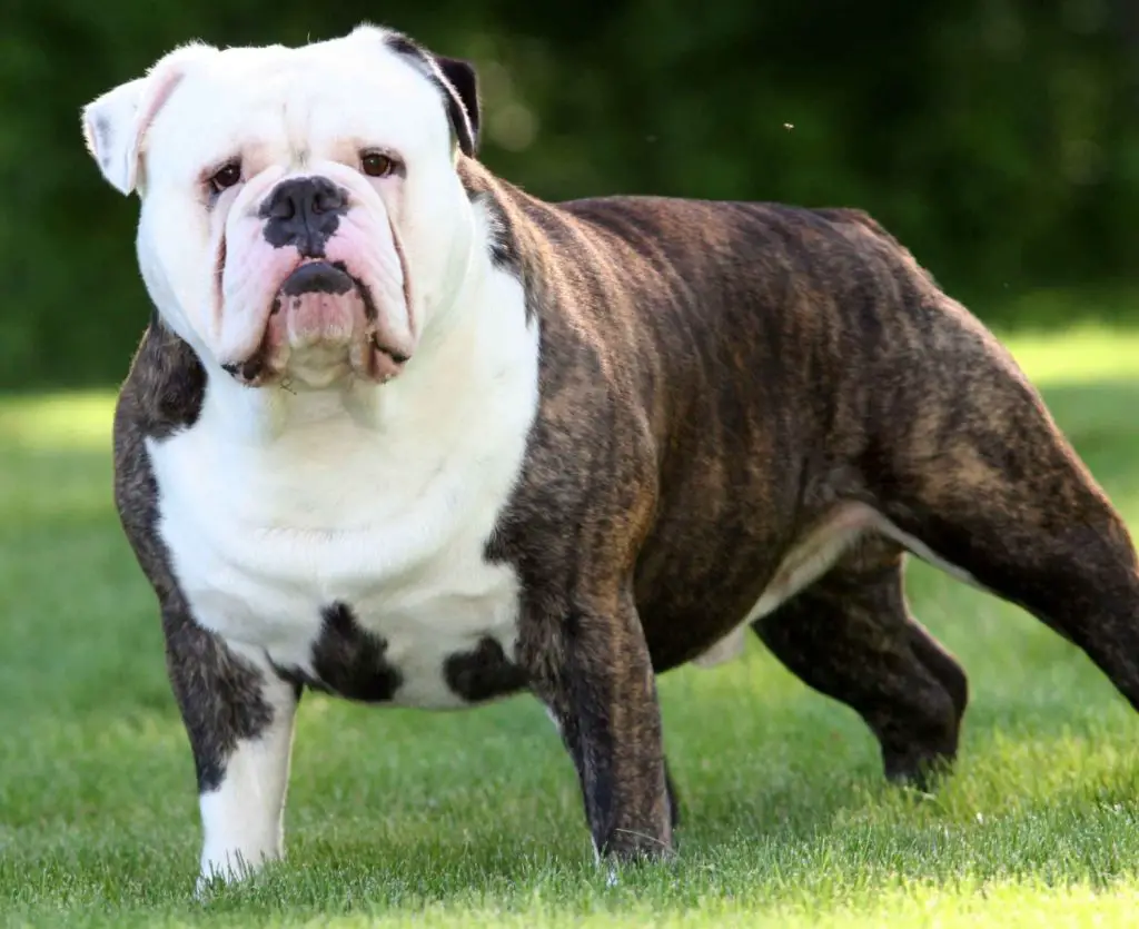 australian bulldog