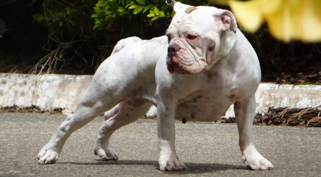 does the serrano bulldog attack humans