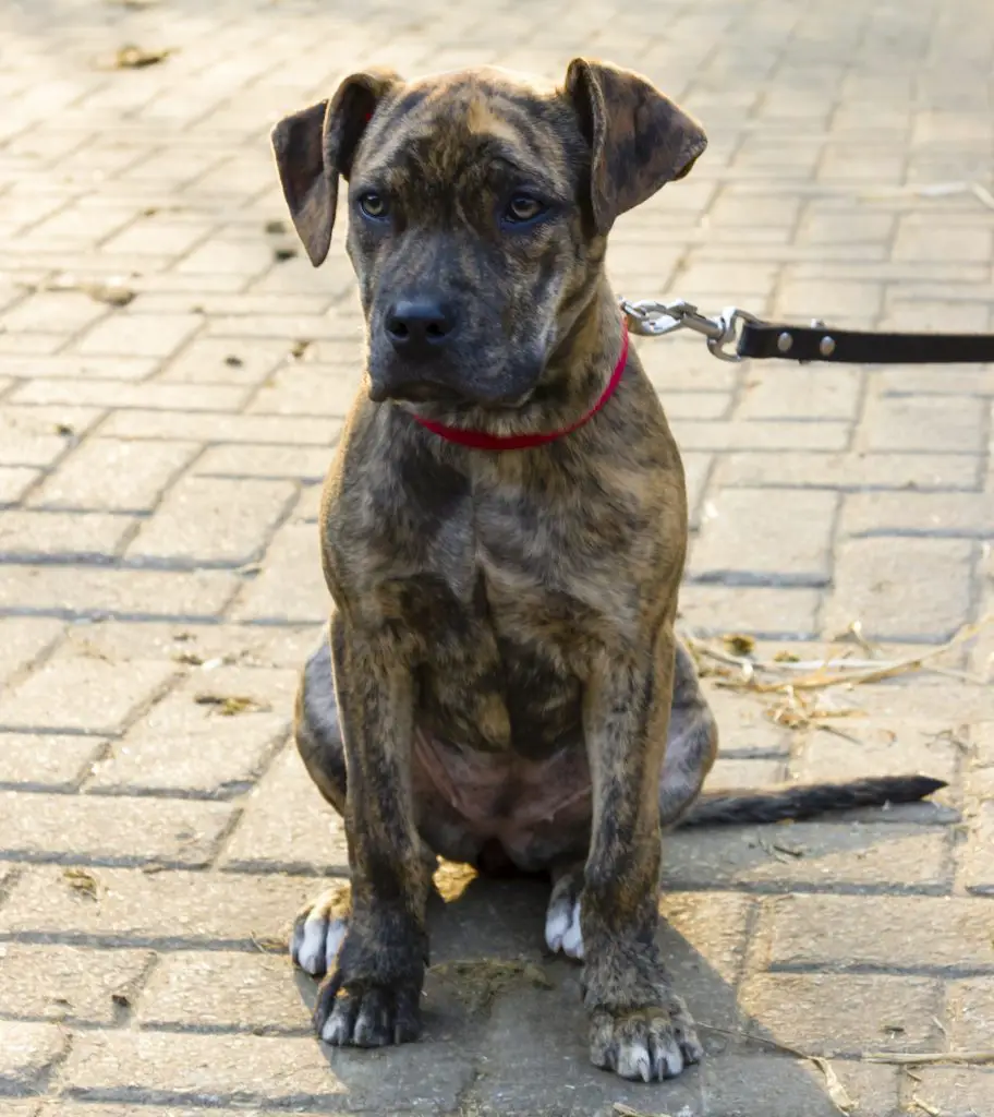 Catahoula Bulldog