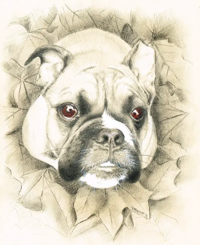 custom dog portrait