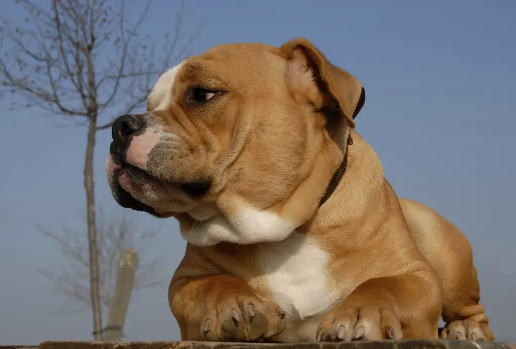 Old English Bulldog